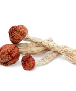 Amazonian Magic Mushrooms | Trippy Mushroom | Psilocybe Cubensis Strain