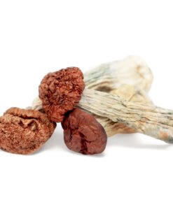 Blue Meanie Magic Mushrooms | Panaeolus Cyanescens | Trippy Mushroom