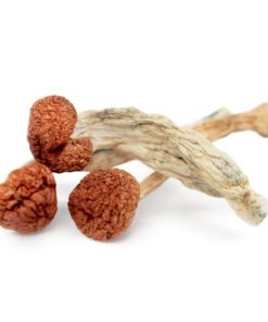 Cambodian Magic Mushrooms | P. Cubensis Cambodia | Trippy Mushroom