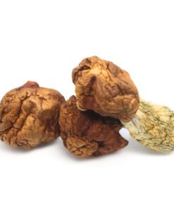 Penis Envy Dino Eggs Magic Mushrooms | Rare PE Variant | Trippy Mushroom