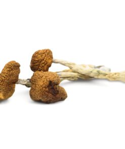 Daddy Long Legs Magic Mushrooms | BC Cubensis Strain | Trippy Mushroom