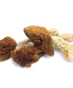 Golden Teachers Magic Mushrooms | Iconic Cubensis Strain | Trippy Mushroom