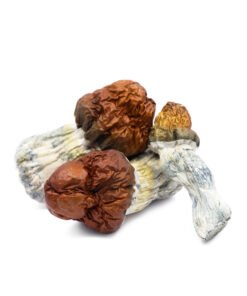 Texas Yellow Cap Magic Mushrooms | Lone Star Cubensis Strain | Trippy Mushroom