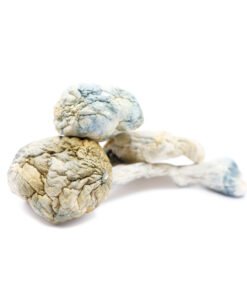 Alien Bubbles Magic Mushrooms | Unique Cubensis Strain | Trippy Mushroom