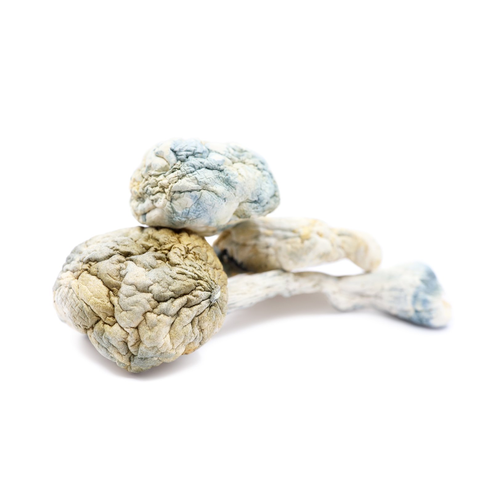 Alien Bubbles Magic Mushrooms | Unique Cubensis Strain | Trippy Mushroom