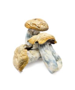 Hillbilly Magic Mushrooms | Arkansas Cubensis Strain | Trippy Mushroom