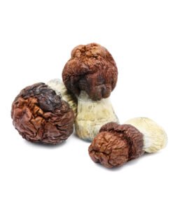Bluey Vuitton Magic Mushrooms | Panama x Melmac PE Hybrid | Trippy Mushroom