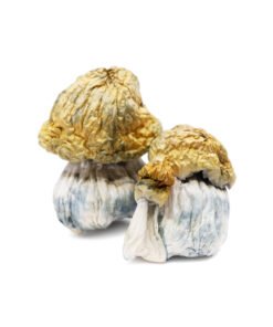 Avalanche Magic Mushrooms | BC Fraser Valley Strain | Trippy Mushroom