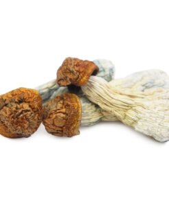 Gold Member Magic Mushrooms | Psilocybe Cubensis Gold-Member | Trippy Mushroom