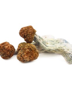 Trinity Magic Mushrooms | PE x Aztec God x Tidal Wave Hybrid | Trippy Mushroom