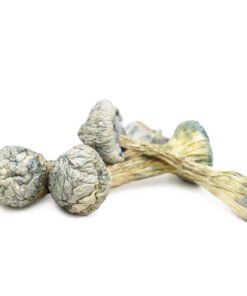 Albino Treasure Coast Magic Mushrooms | ATC Strain | Trippy Mushroom