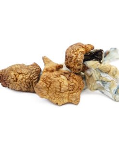 Koh Samui Magic Mushrooms | Thai Cubensis Strain | Trippy Mushroom