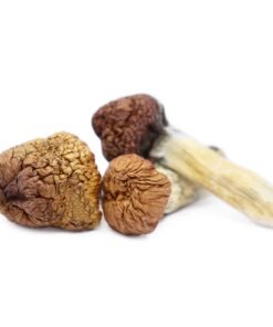Mazatapec Magic Mushrooms | Sacred Mexican Cubensis Strain | Trippy Mushroom