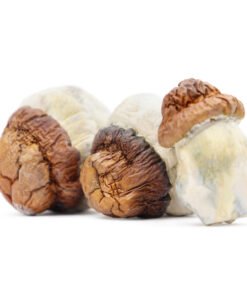 Code Blue Magic Mushrooms | Blue Meanie x Melmac Hybrid | Trippy Mushroom