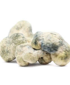 Leucistic Burma Magic Mushrooms | Rare Burmese Strain | Trippy Mushroom