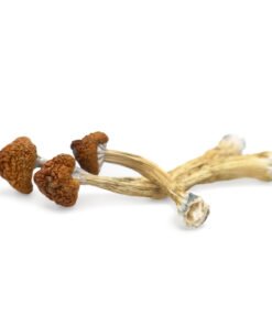 Big Mex Magic Mushrooms | Psilocybe Cubensis Mexicana | Trippy Mushroom