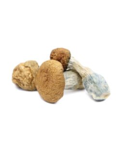 Makilla Gorilla Magic Mushrooms | Melmac PE x APE Hybrid | Trippy Mushroom