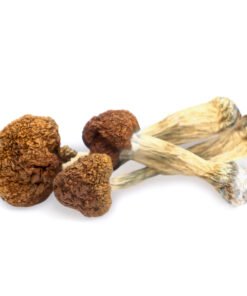 Vietnamese Magic Mushrooms | Southeast Asian Cubensis Strain | Trippy Mushroom