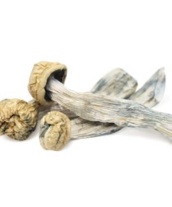 Yeti Magic Mushrooms | Rare Albino Cubensis Strain | Trippy Mushroom