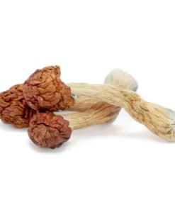 Melmac Penis Envy Magic Mushrooms | Homestead Penis Envy | Trippy Mushroom